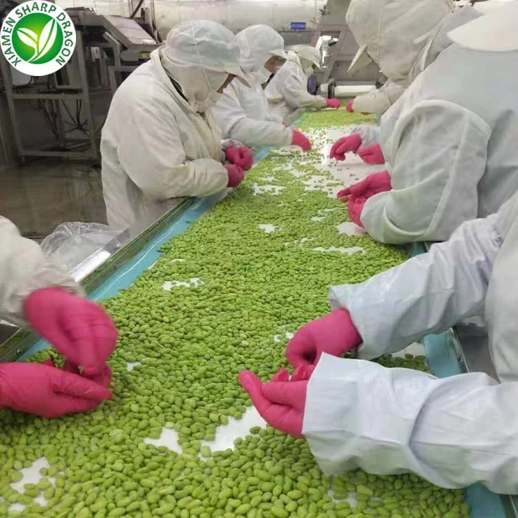 Manual inspection of shelled edamame kernels Workers hand-sorting shelled edamame kernels on a processing belt