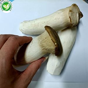 冷凍エリンギ