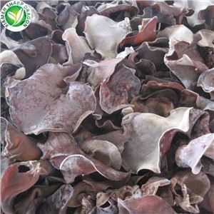 Iqf 黒菌販売